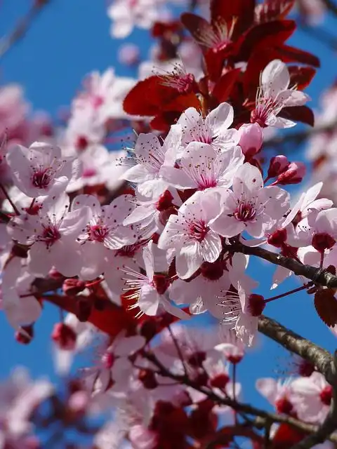 almond-blossoms image