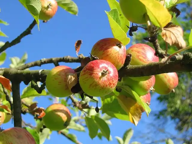 apple-tree image