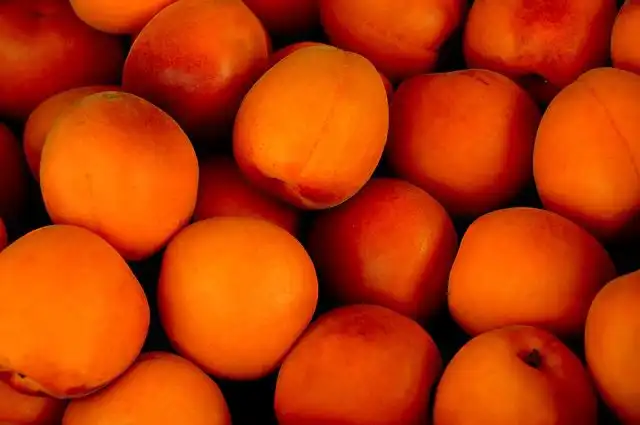 apricot image