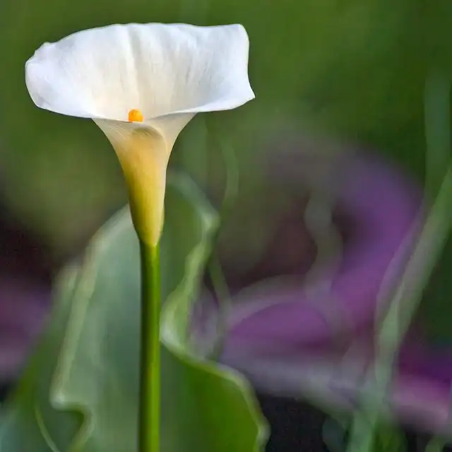 arum-lily image