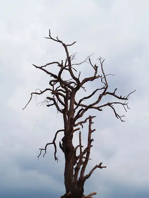 barkless-tree image