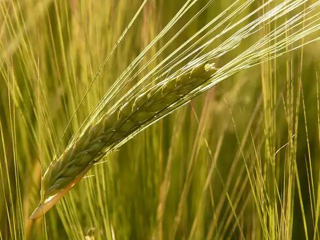 barley-field image