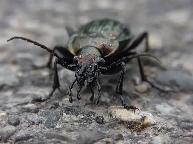 beetles image