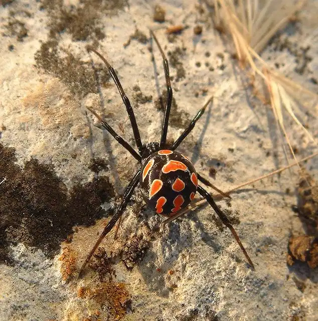black-widow-spider image