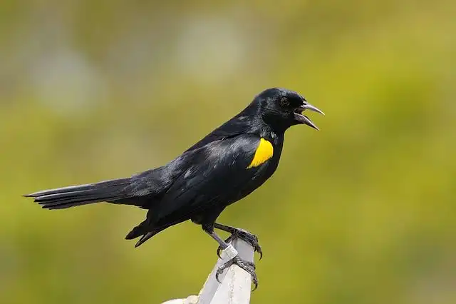 blackbird image