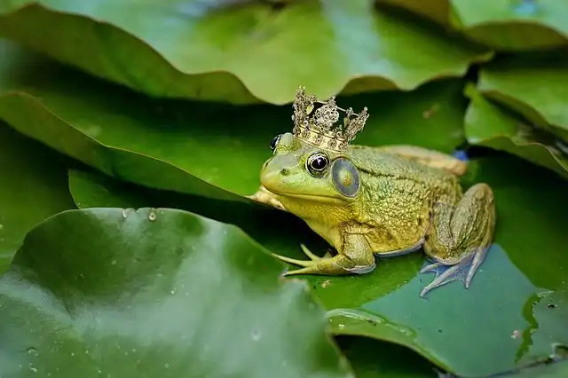 bullfrog image