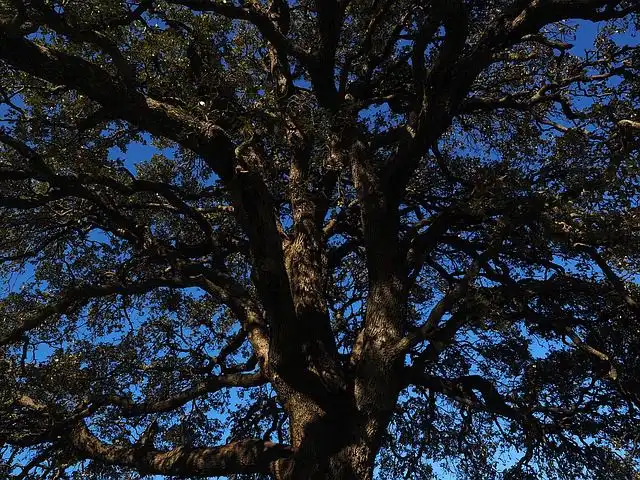 camphor-tree image