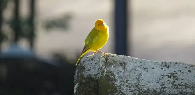 canary-birds image