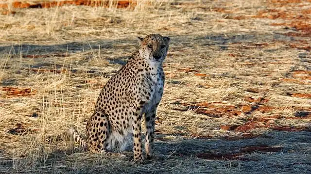 cheetah image