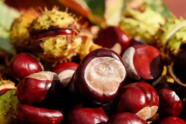 chestnuts image