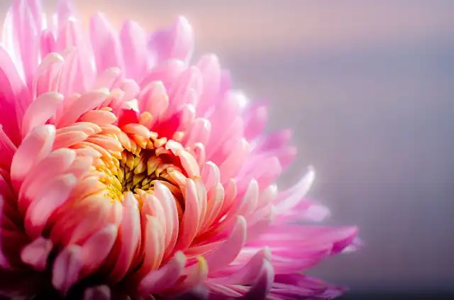 chrysanthemum image