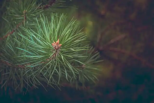 conifer-tree image