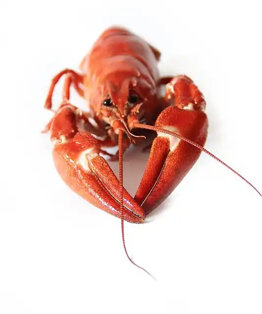 crayfish image