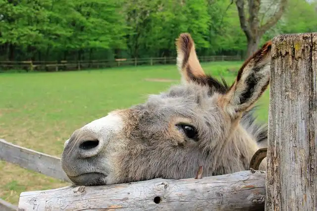 donkey image