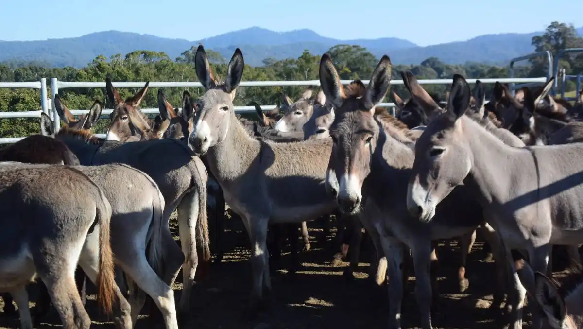 donkeys image