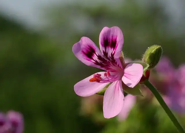 geranium image