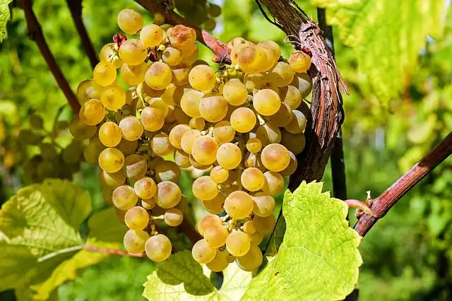 grapevines image
