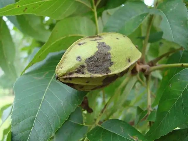 hickory-nuts image