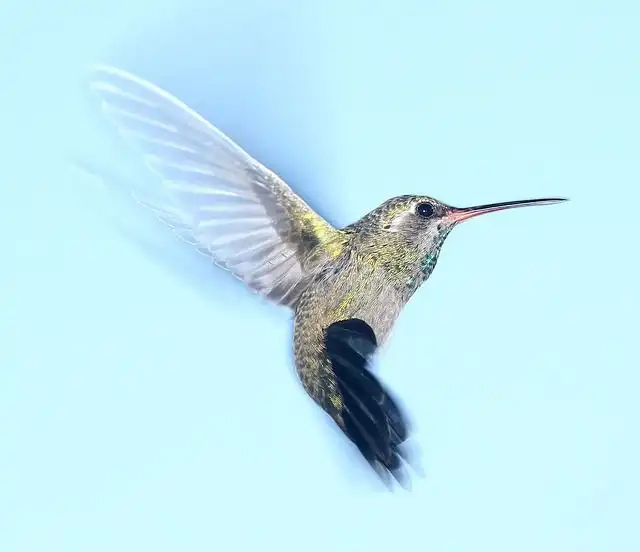 humming-bird image