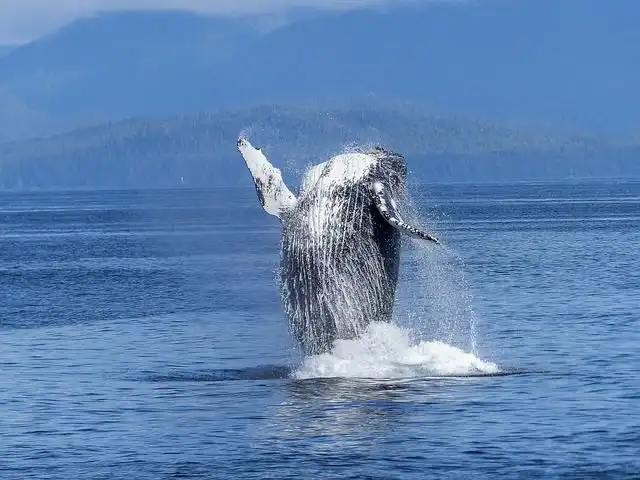 humpback image