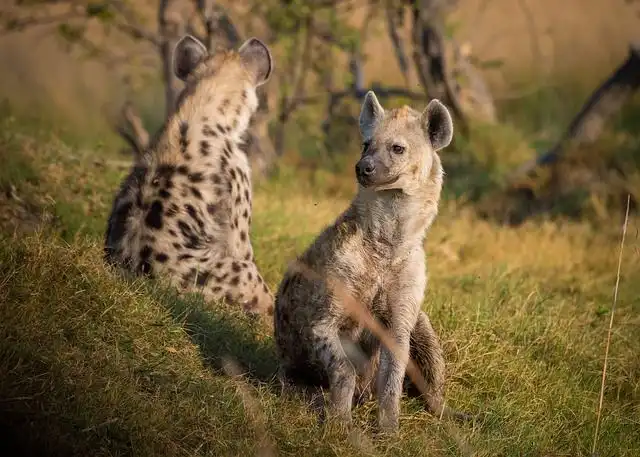 hyena image