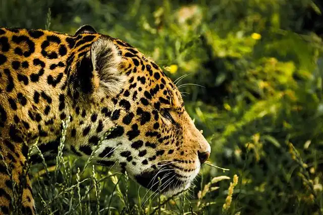 jaguar image