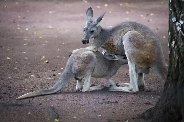 kangaroo image