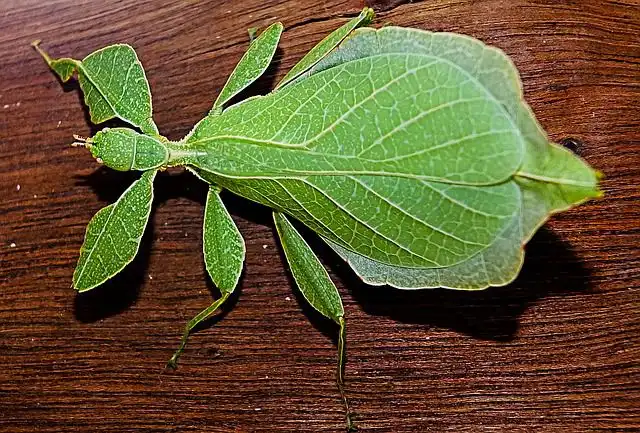 katydids image