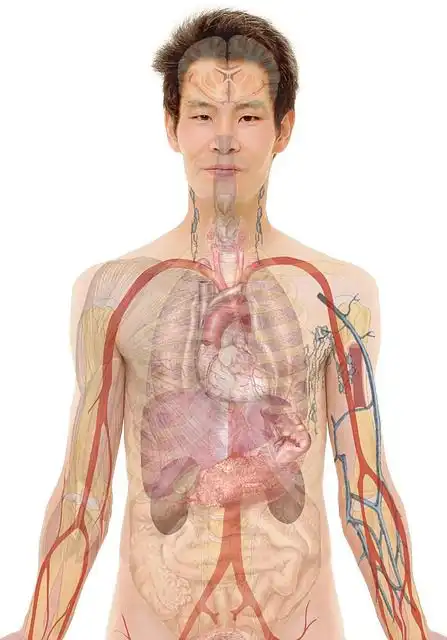 kidneys image