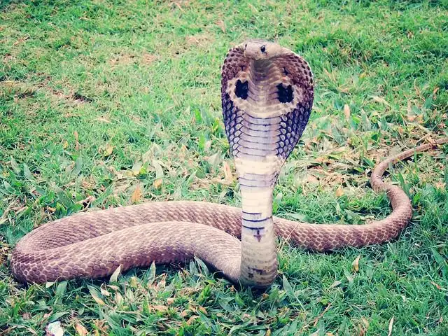 king-cobra image