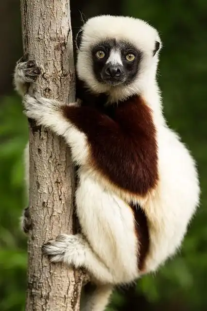 lemur image