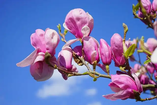magnolia image