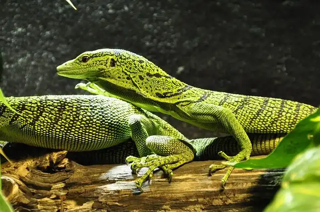 monitor-lizard image