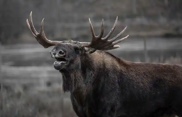 moose image