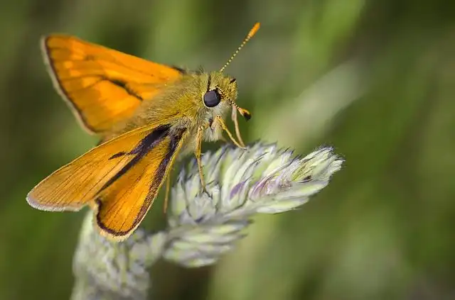 moths image