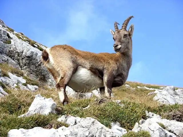 mountain-goat image