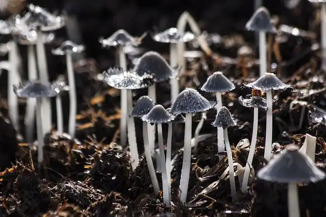 mushroom image