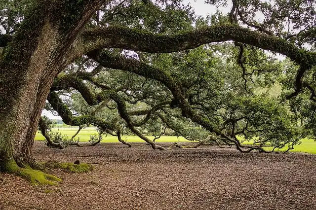 oak-tree image