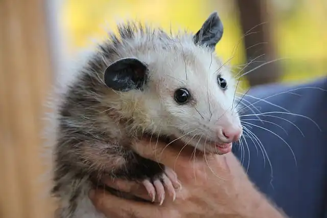 opossum image