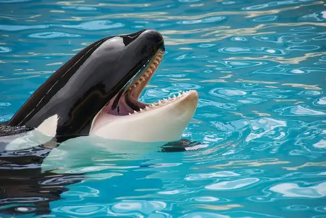 orca image