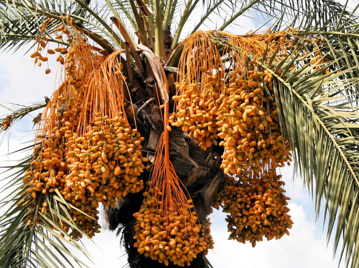 palm-fruit image