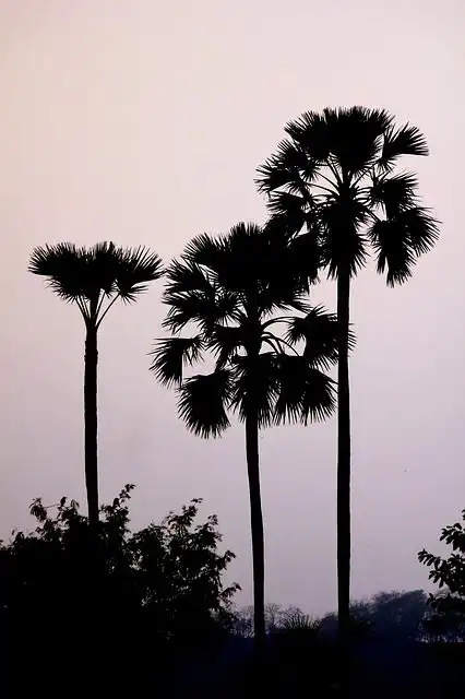 palmyra-tree image
