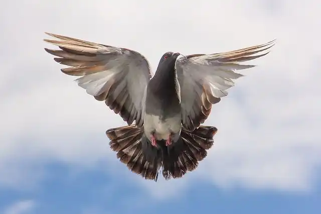 pigeons image
