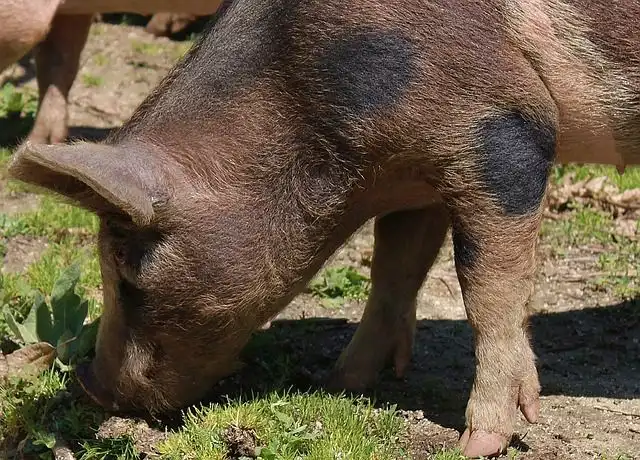 pigs image