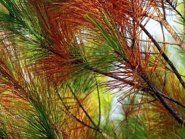 pine image