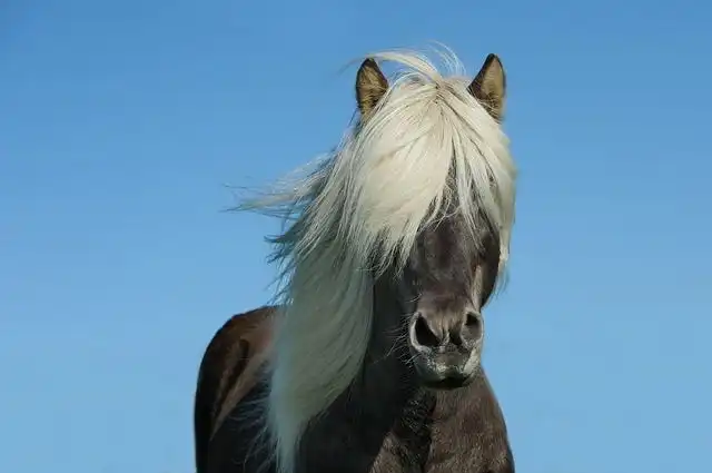 pony image