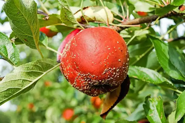 rotting-fruit image
