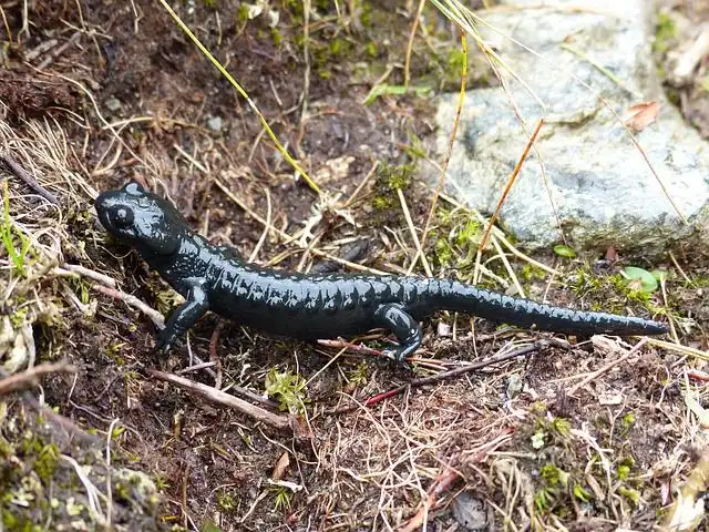 salamander image