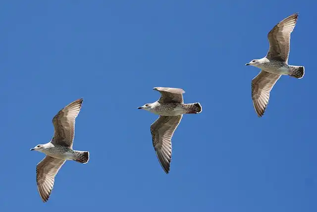seagulls image