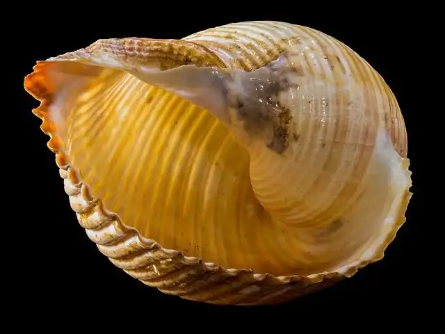 shell image